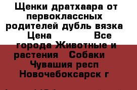 Щенки дратхаара от первоклассных  родителей(дубль вязка) › Цена ­ 22 000 - Все города Животные и растения » Собаки   . Чувашия респ.,Новочебоксарск г.